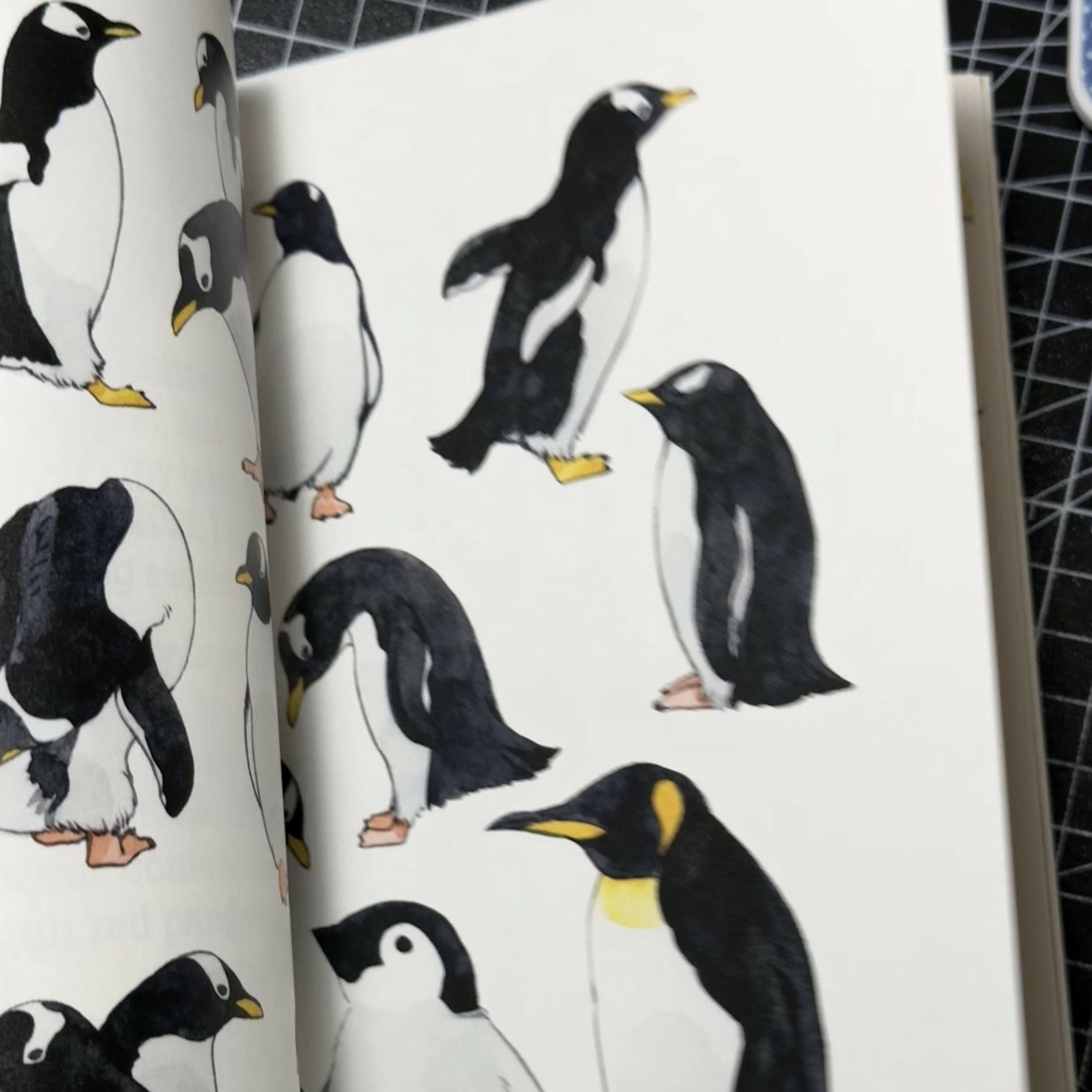 Zoo Sketchbook