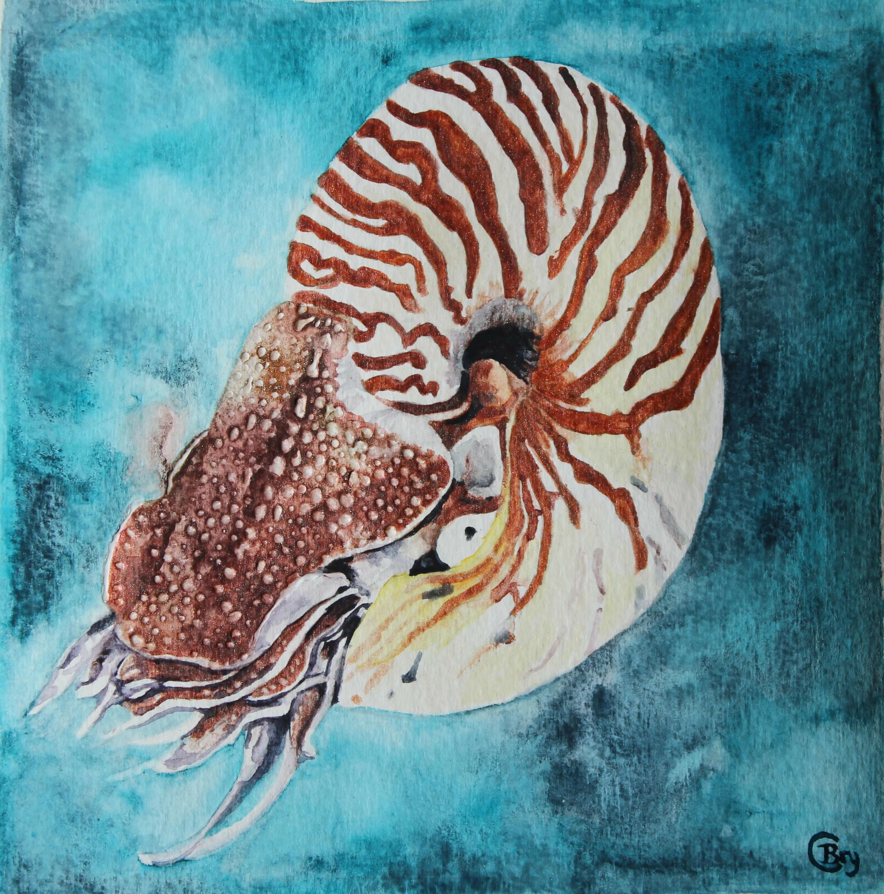 Nautilus - Original Watercolour Painting