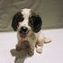 Ceramic Welsh Springer Spaniel Dog Sculpture