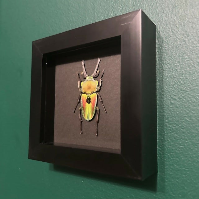 Lovely Faux Paper Rainbow Stag Beetle Mounted In A Black Box Frame