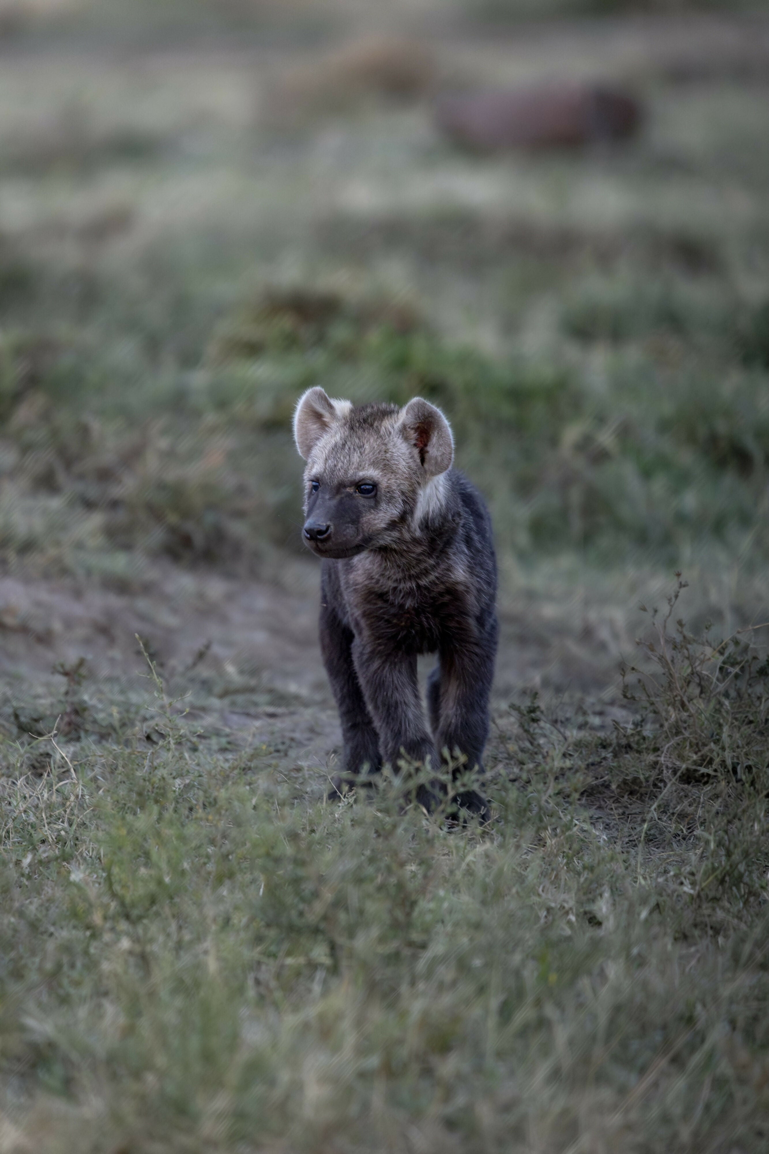 Hyena Cub - Photograph