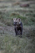 Hyena Cub - Photograph