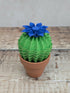 Origami Paper Cactus in Terracotta Pot