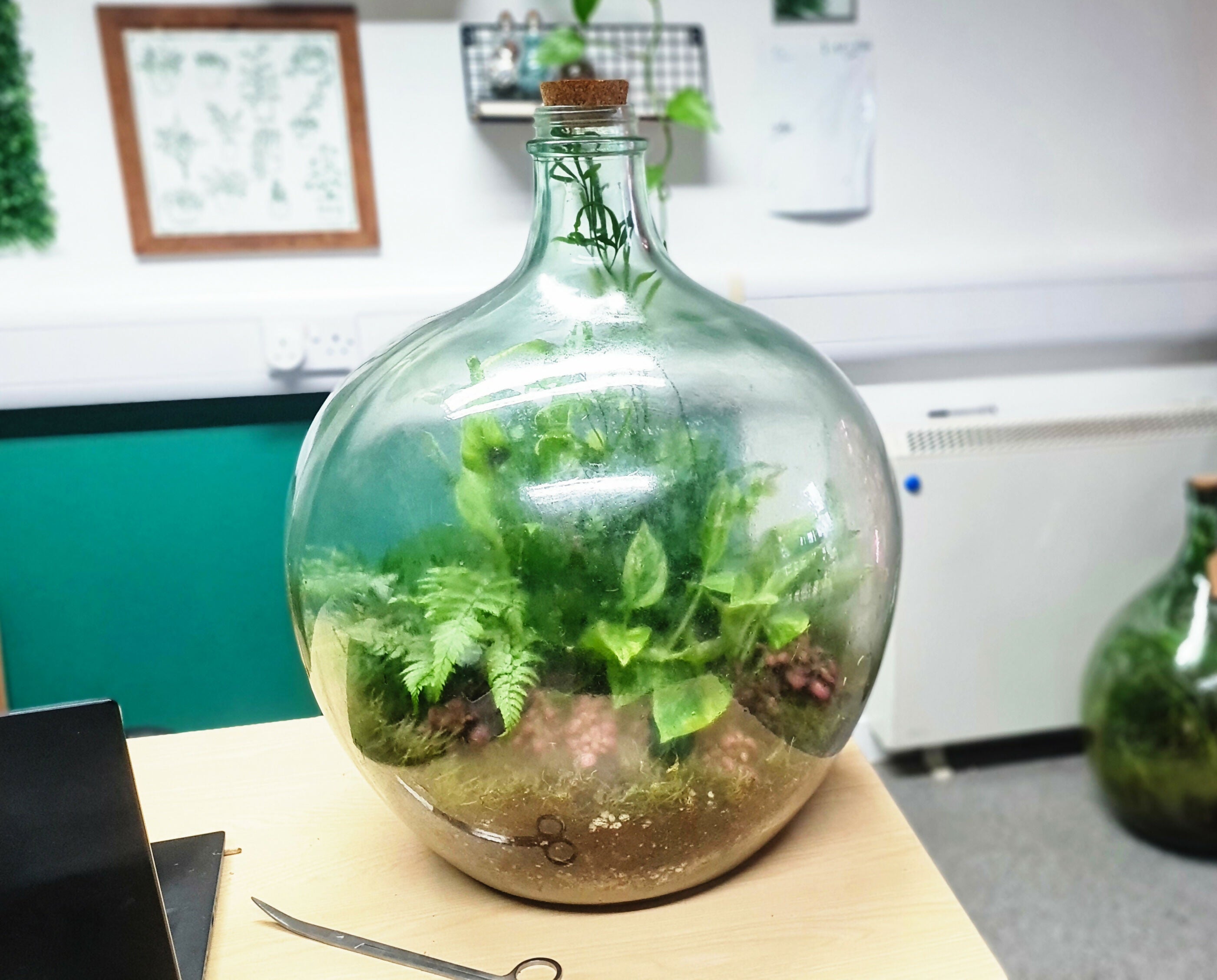 Large Carboy Light Up Terrarium