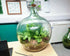 Large Carboy Light Up Terrarium