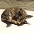 Ceramic Comfy grey maine coon cat sculpture,