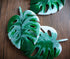 Monstera Coasters