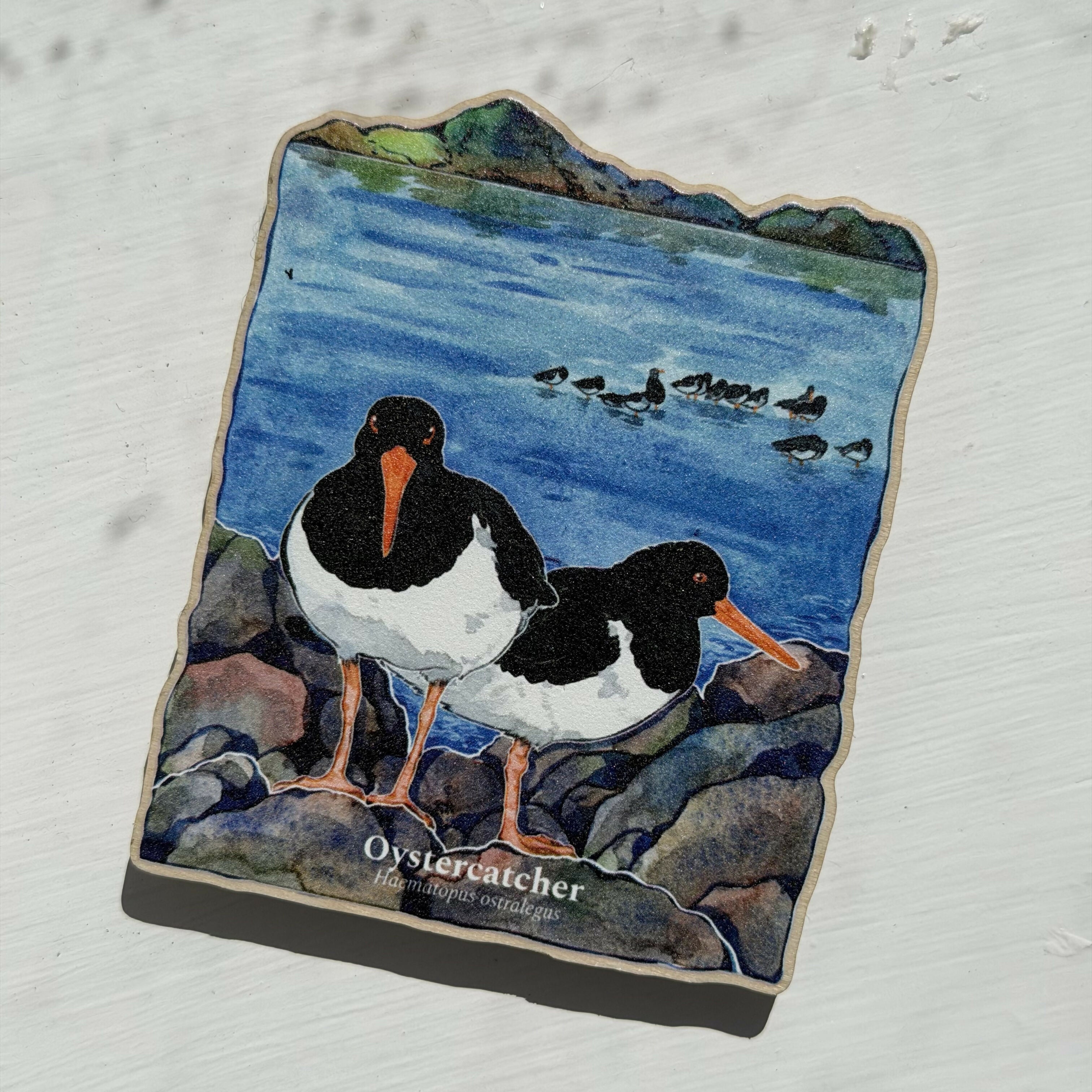 Wooden Magnets-Wild BIRDS PUFFIN,BARN OWL,LTT,GOLDEN EAGLE,OYSTERCATCHER