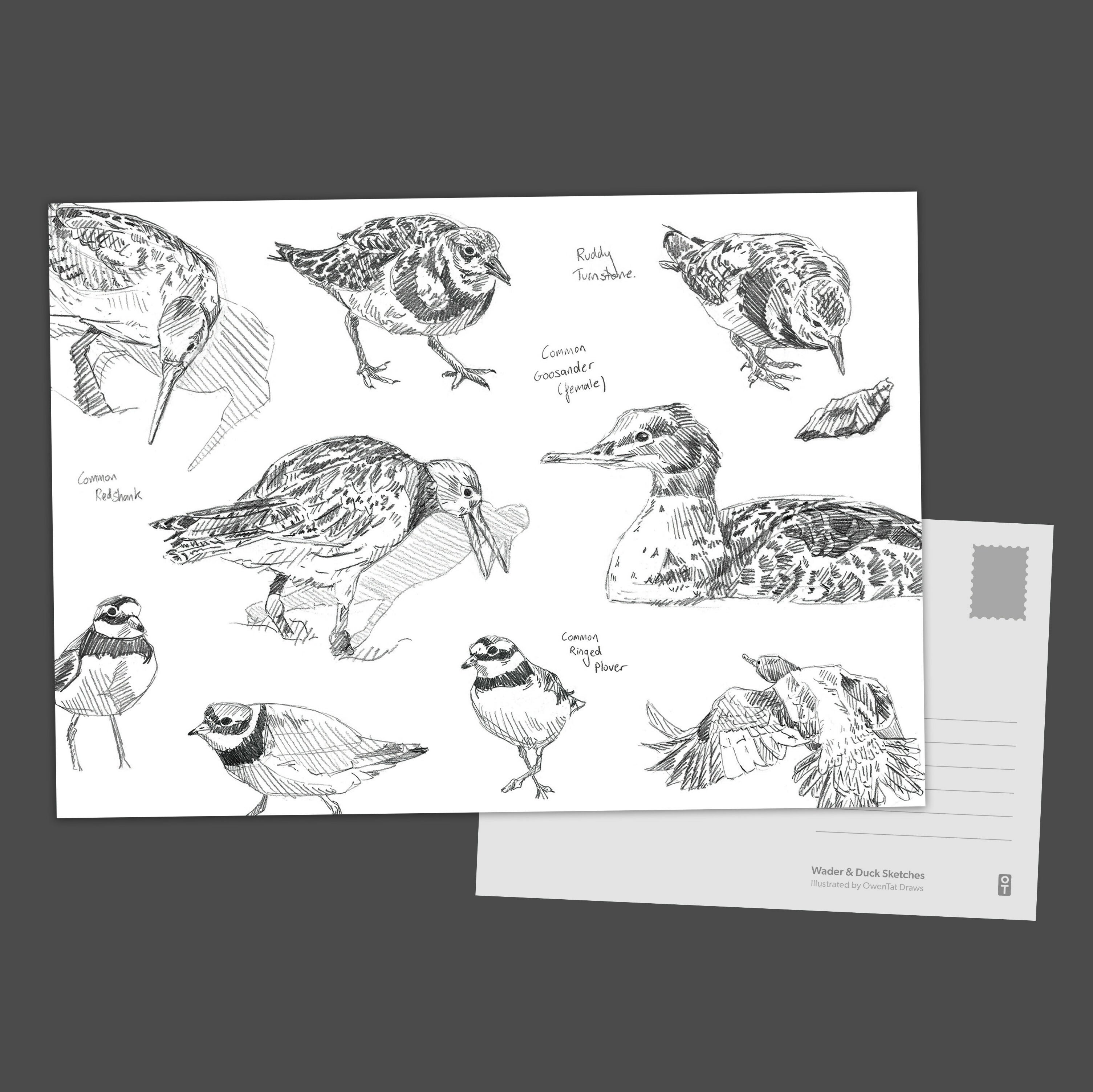 Wader Sketches - A5 Postcard
