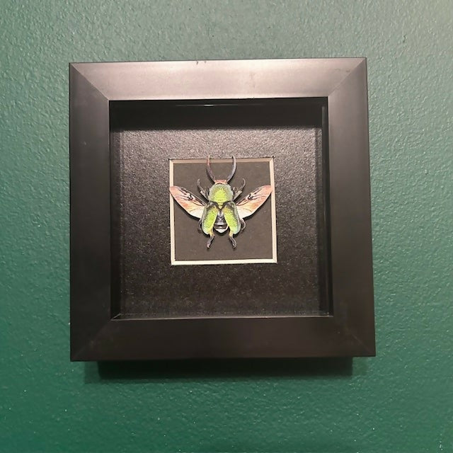 Stunning Mini Faux Paper Stag Beetle In A Black Box Frame