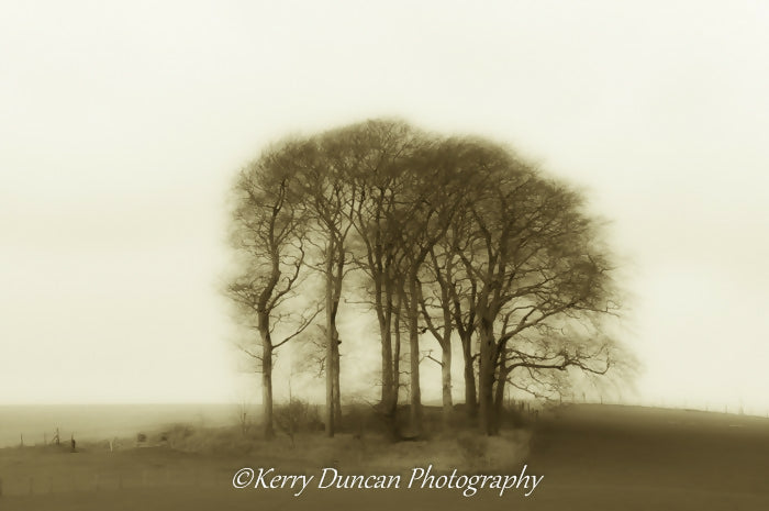 Trees_Group_Copse_Monochrome_Landscape