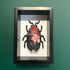 3D Red & Black Floral Paper Beetle In A Deep Black Box Frame