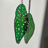 Rainbow Iridescent Green Spotted Begonia Leaf Stained Glass Suncatcher