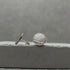 Leaf Print Stud Earrings - Sterling Silver