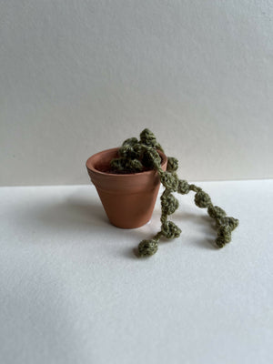 Tiny plant