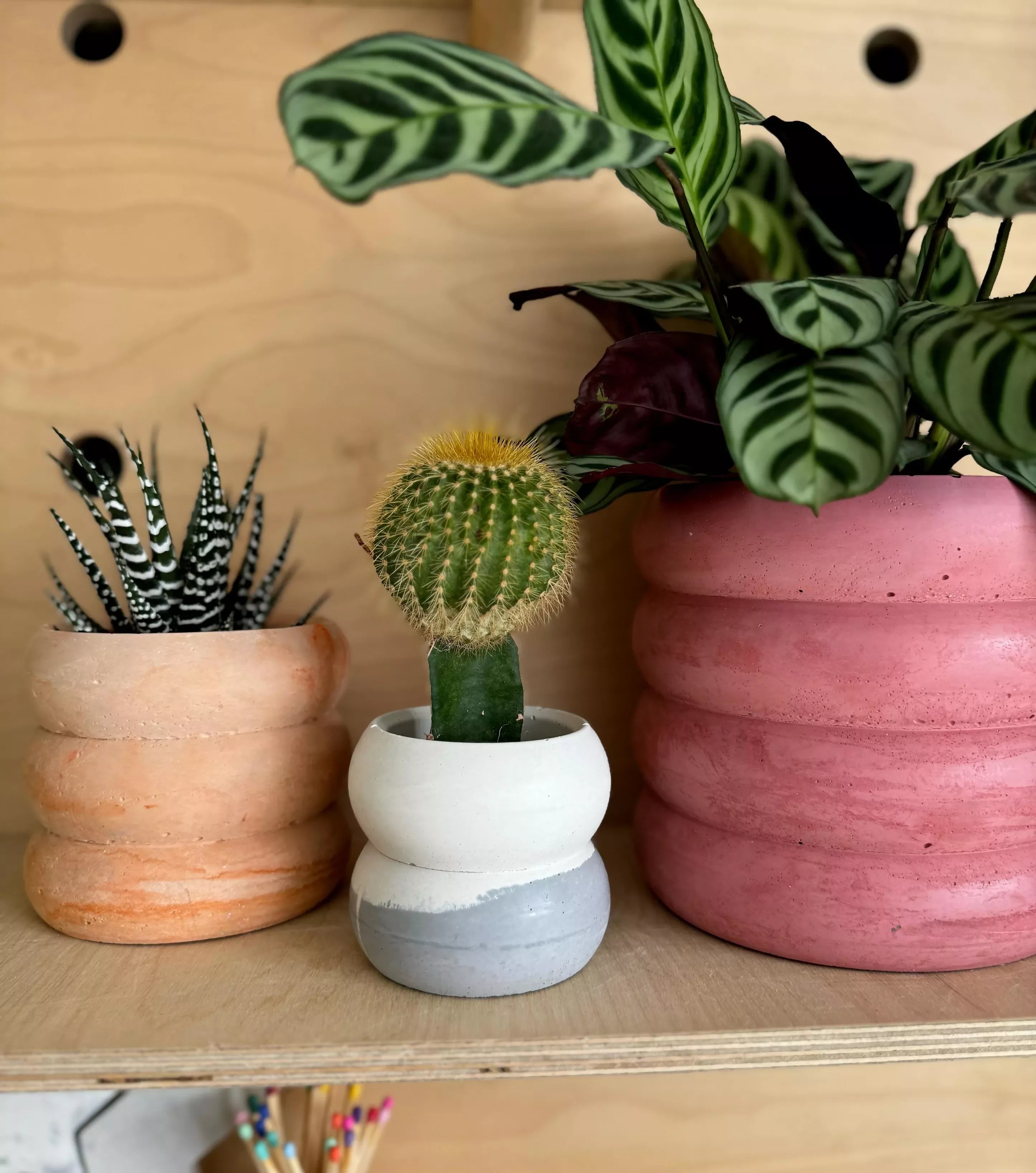 8cm Wave Pot & Plant