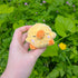 Chick Puff Pud - Crochet Plushie