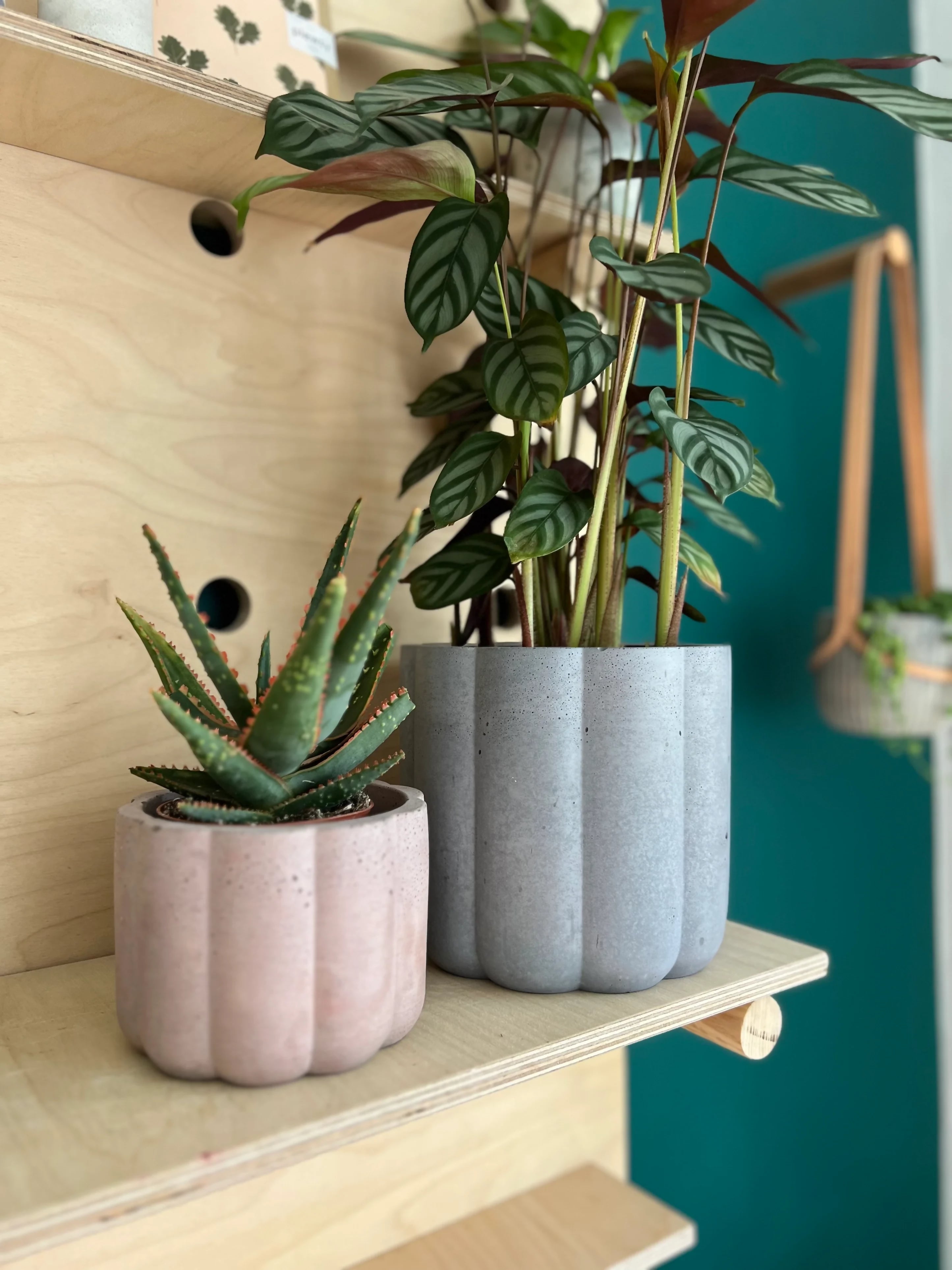 17cm Bumpy Pot & Plant