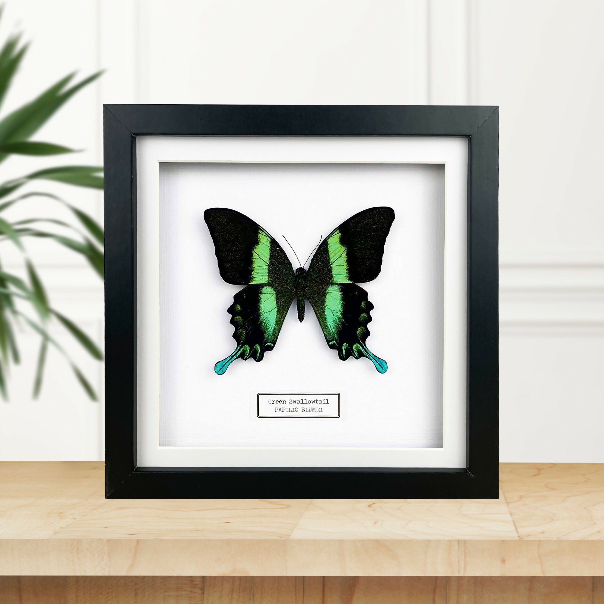 Green Swallowtail (Papilio Blumei) Butterfly Handmade Box Frame