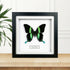 Green Swallowtail (Papilio Blumei) Butterfly Handmade Box Frame