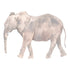 Elephant Giclée Print