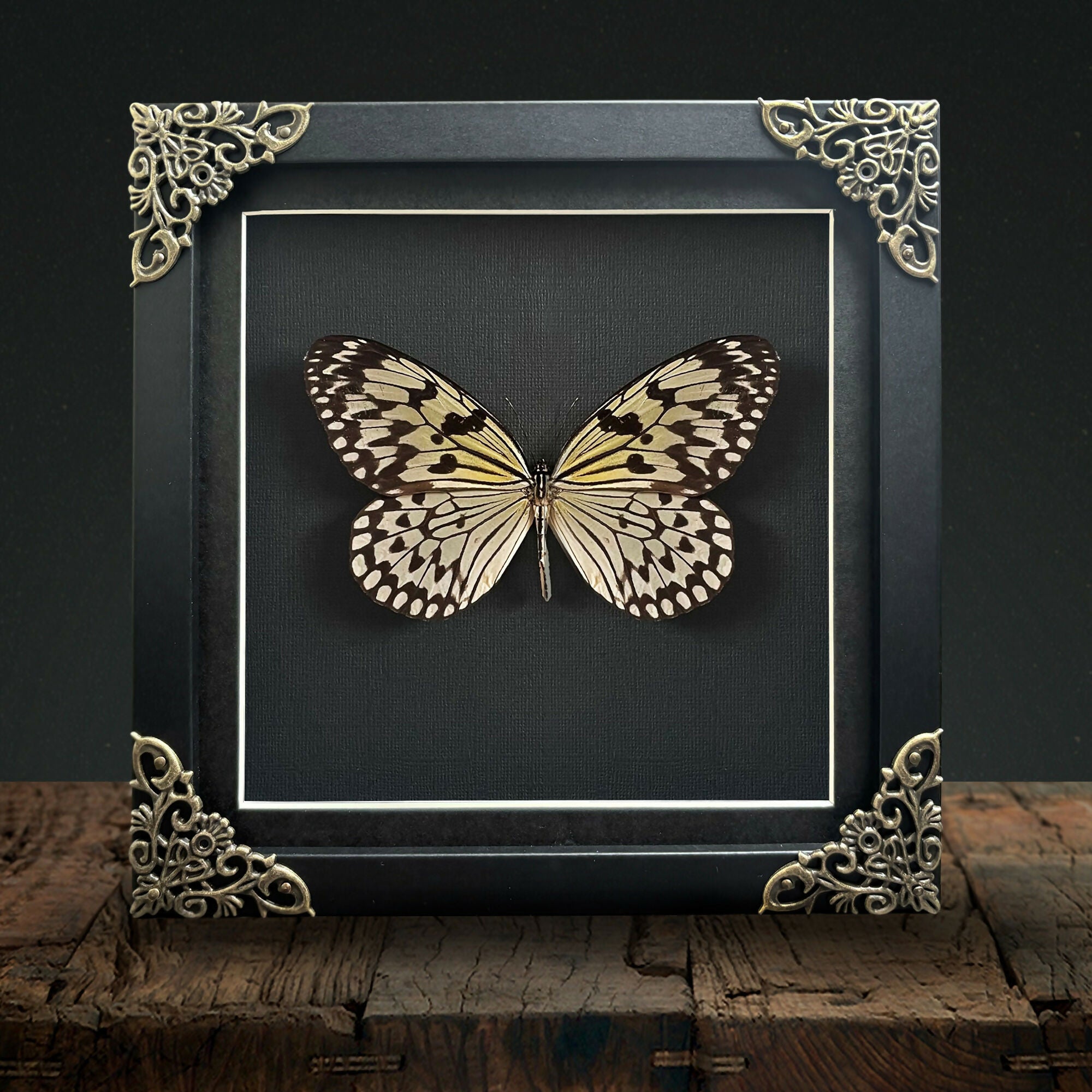 Large Tree Nymph (Idea leuconoe) Handmade Gothic Box Frame