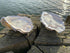 Oyster Shell Candle