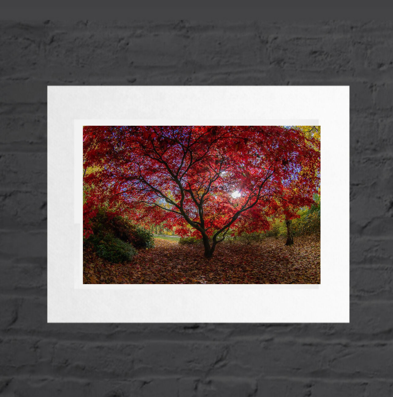 Red Tree Landscape, Golden Acre Park, Mounted Photographic Print