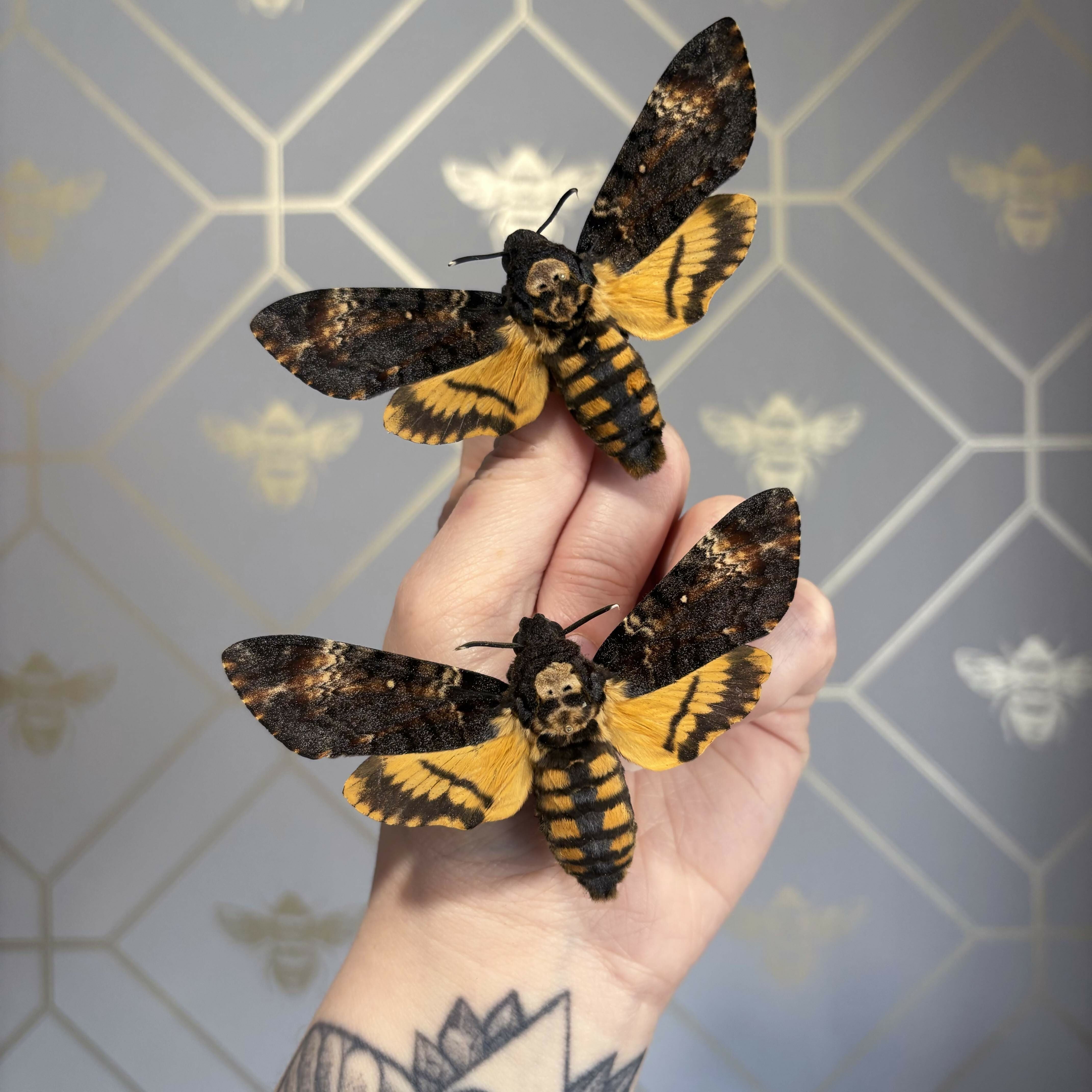 Deaths Head Hawk Moth (Acherontia atropos) Moth Handmade Box Frame