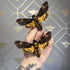 Deaths Head Hawk Moth (Acherontia atropos) Moth Handmade Box Frame