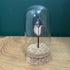 Antique Inspired Beetle Dome
