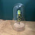 Lovely Glass Dome Featuring A Colourful 3D Paper Beetle