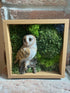 British Barn Owl