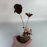Autumnal Dried Flower Piece