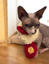 PET SCARF, STRIPY, 2-COLOUR COSY FOR CAT OR SMALL DOG