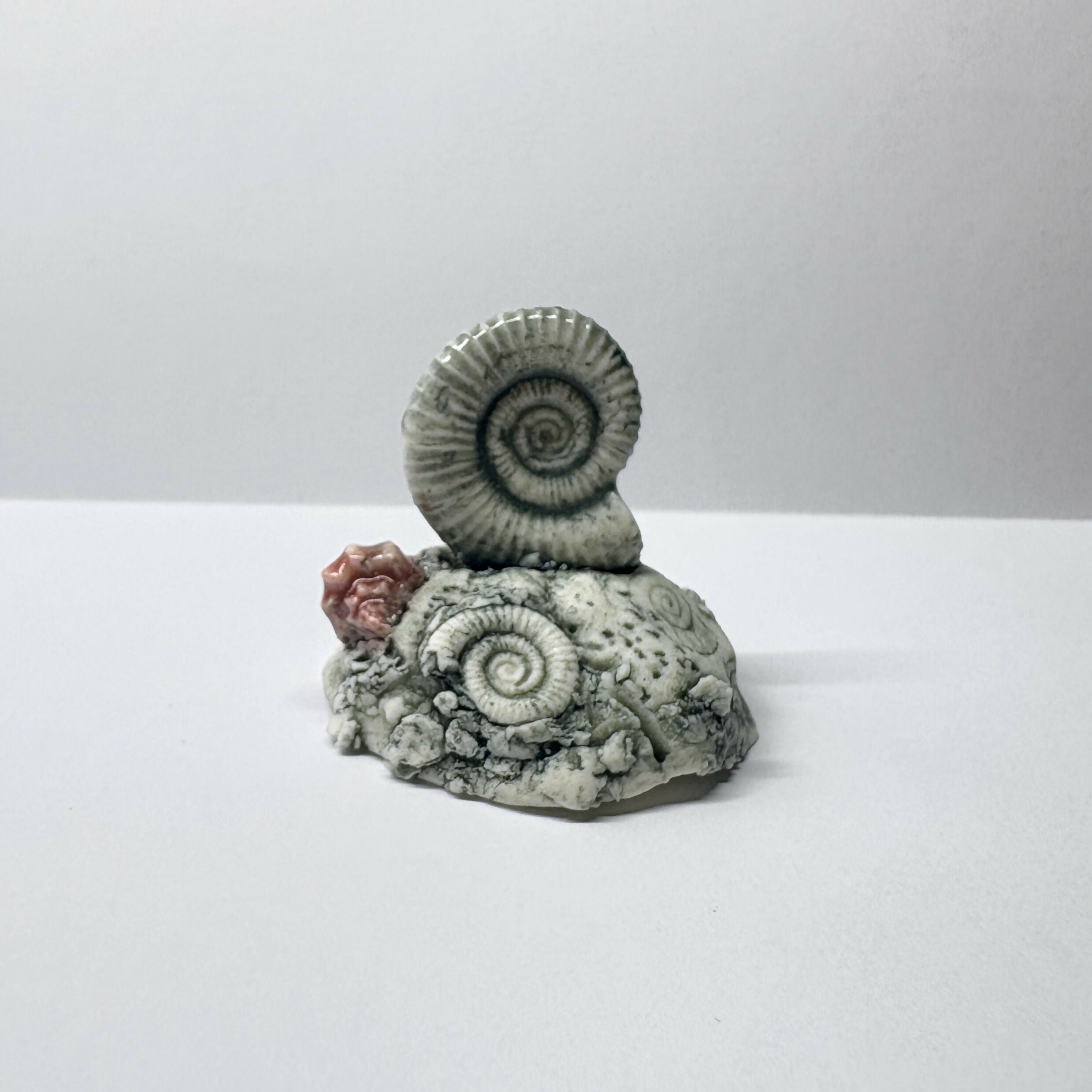Porcelain Fossil on Rock