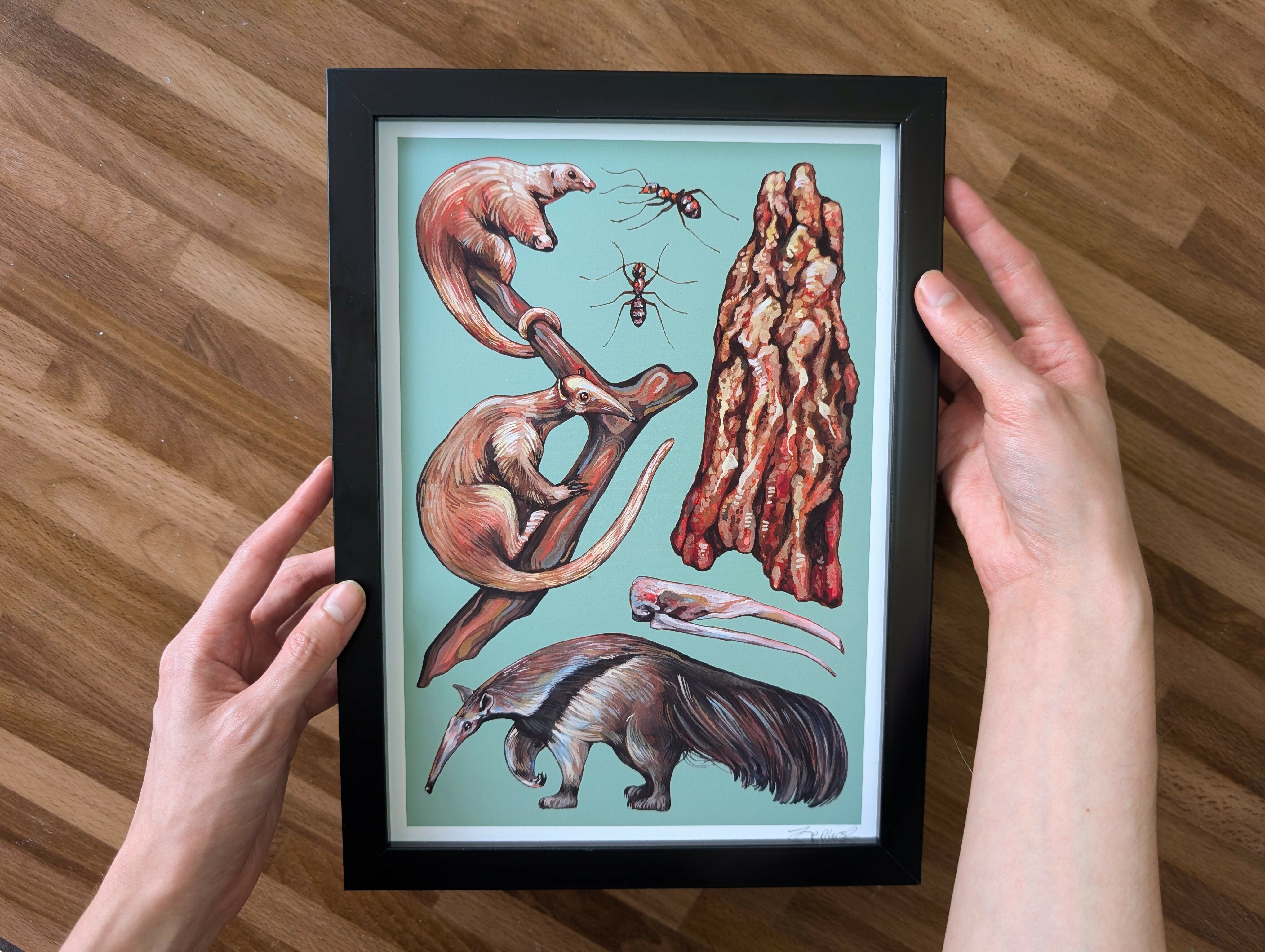 Anteater Species Illustration, A4 Print