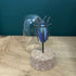 Antique Inspired Beetle In A Dome