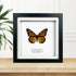 Monarch Butterfly (Danaus plexippus) Handmade Box Frame
