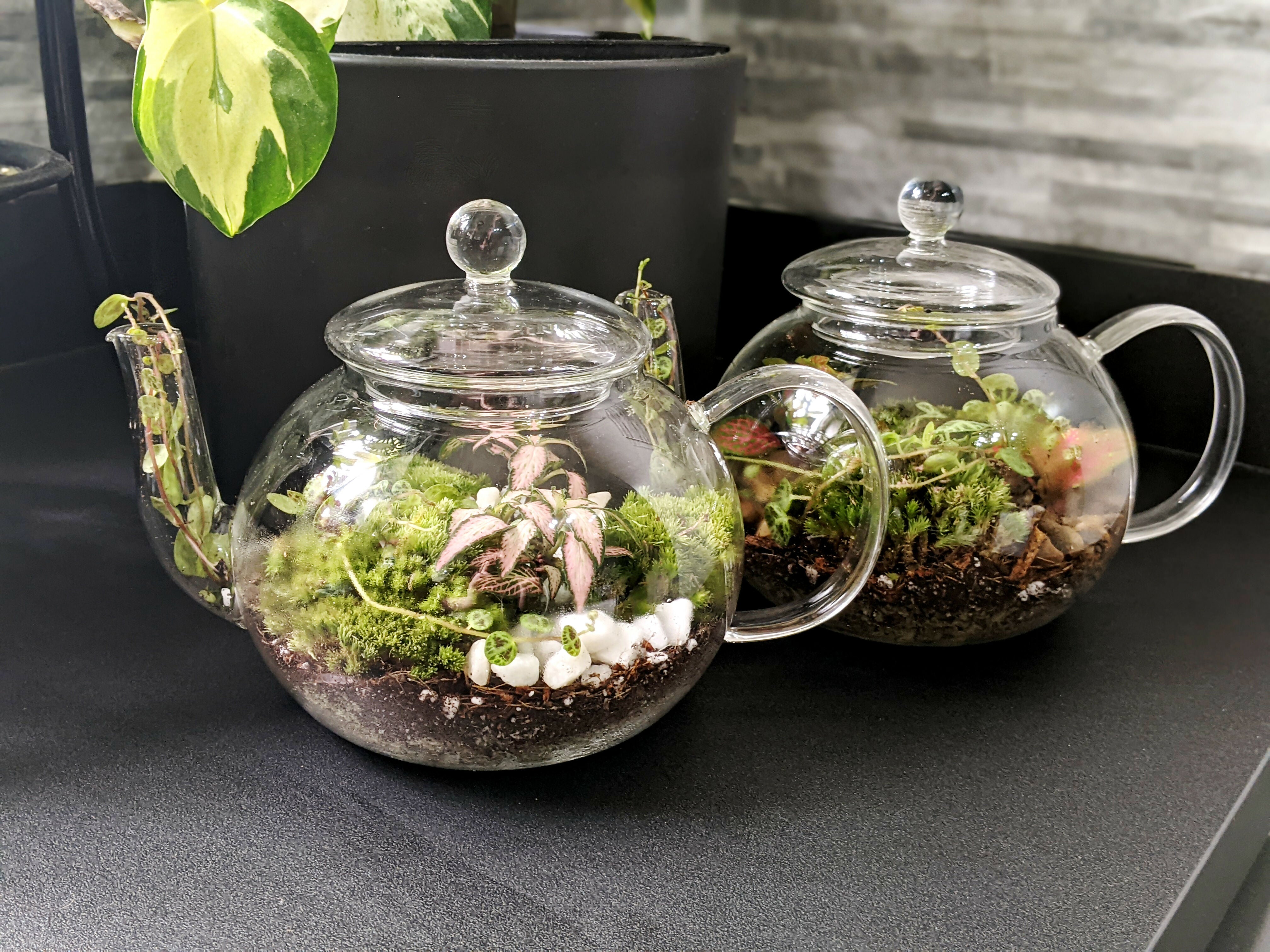 Teapot Terrarium