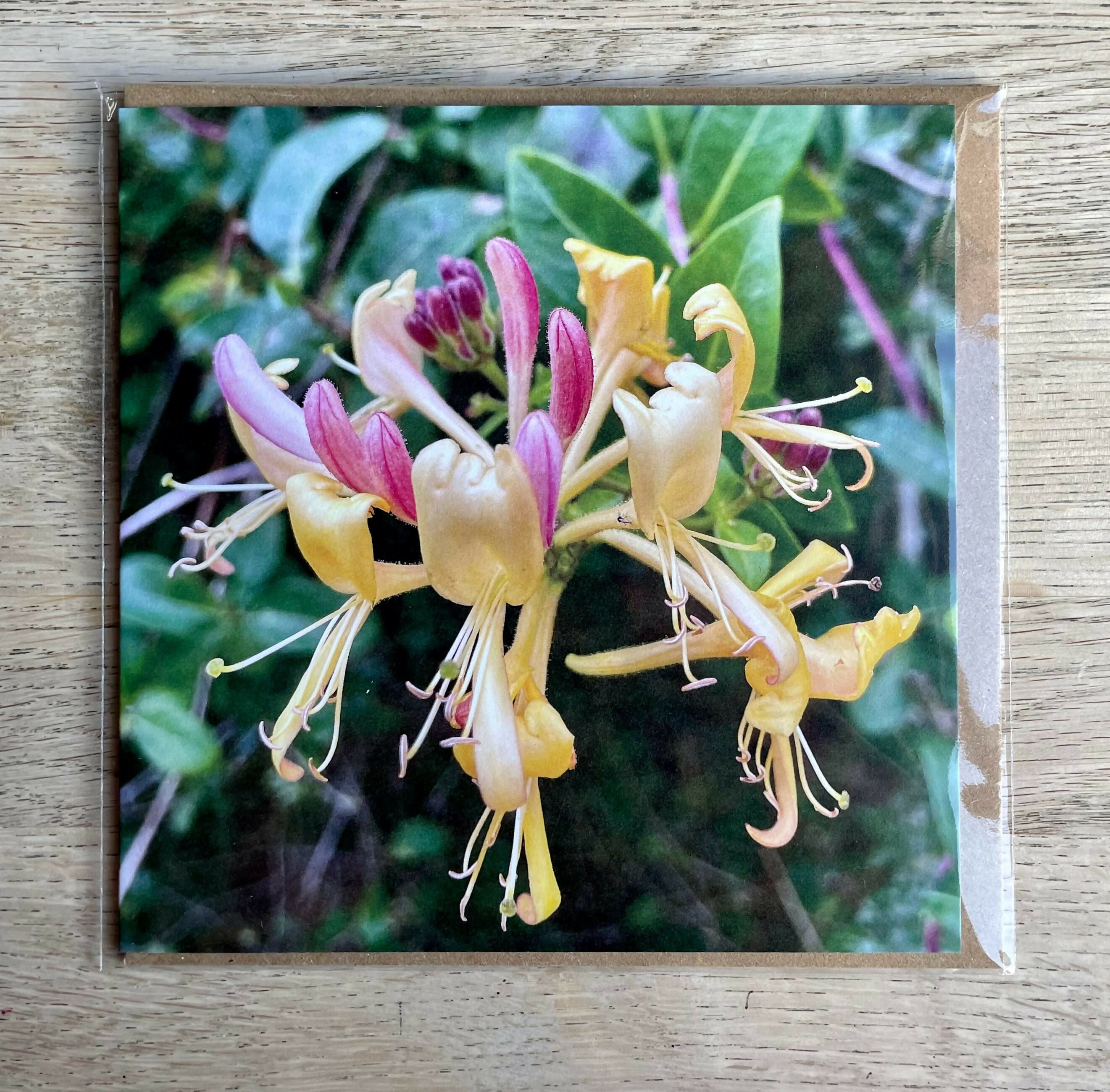 Honeysuckle – Square Greetings Card