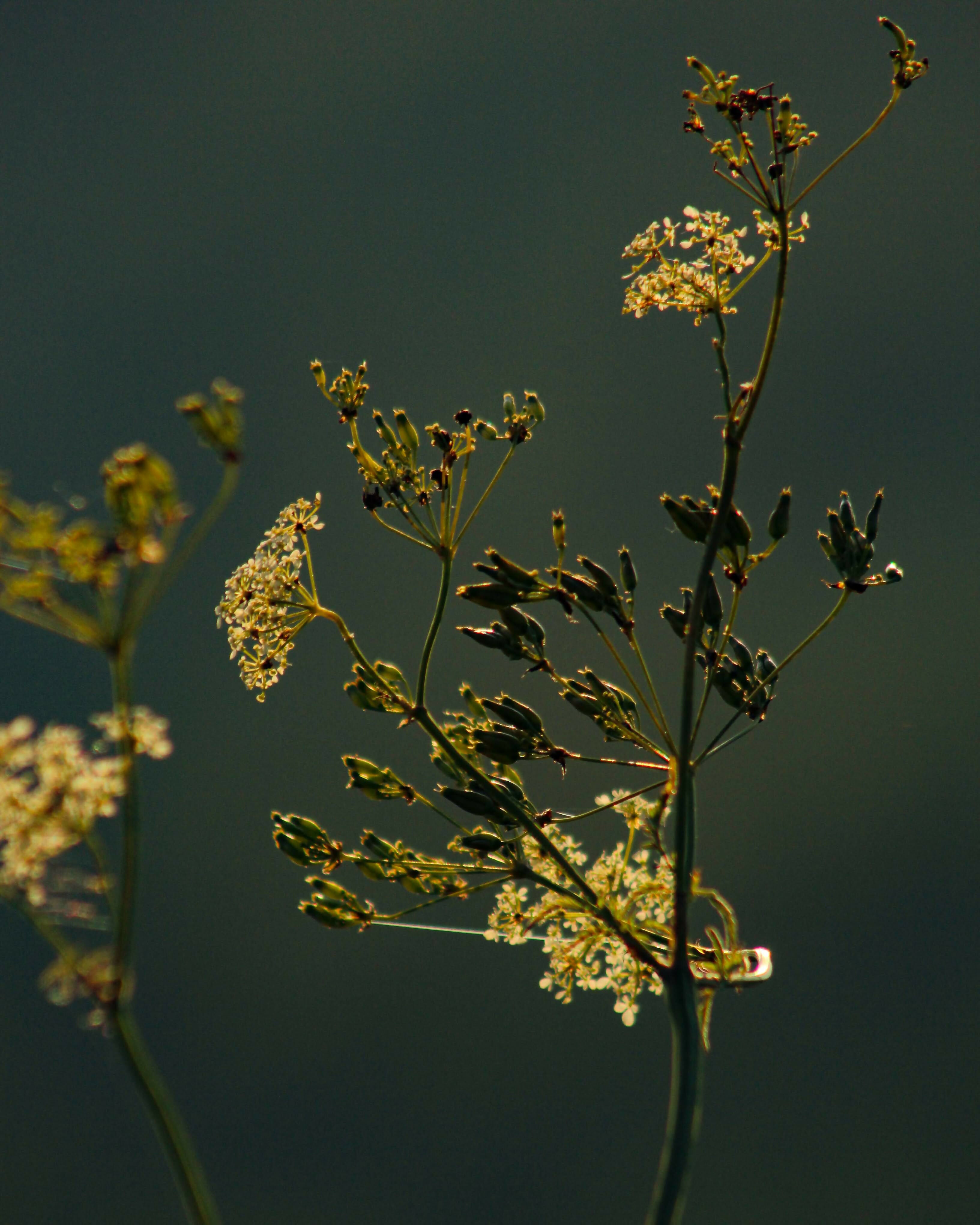 Golden Stillness – 10x8 Print