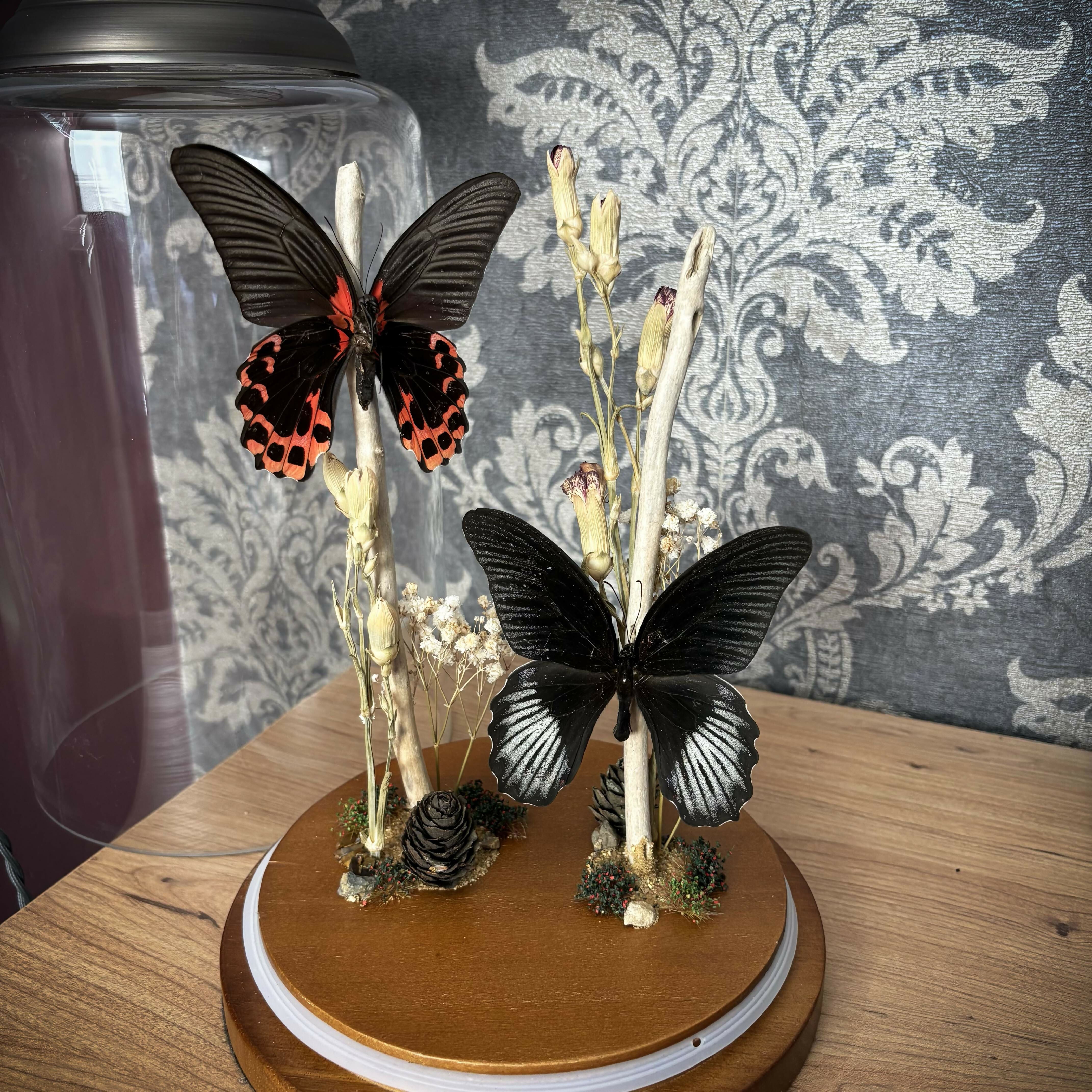 Real Butterfly Natural Display Glass Cloche Lamp with Grey Shade