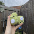 Fluffy Crochet Frog