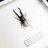 Metallic Stag Beetle (Cyclommatus metallifer) Handmade Box Frame