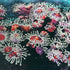 Jewel Anemones - Original Painting