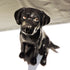 Ceramic Black Labrador dog sculpture