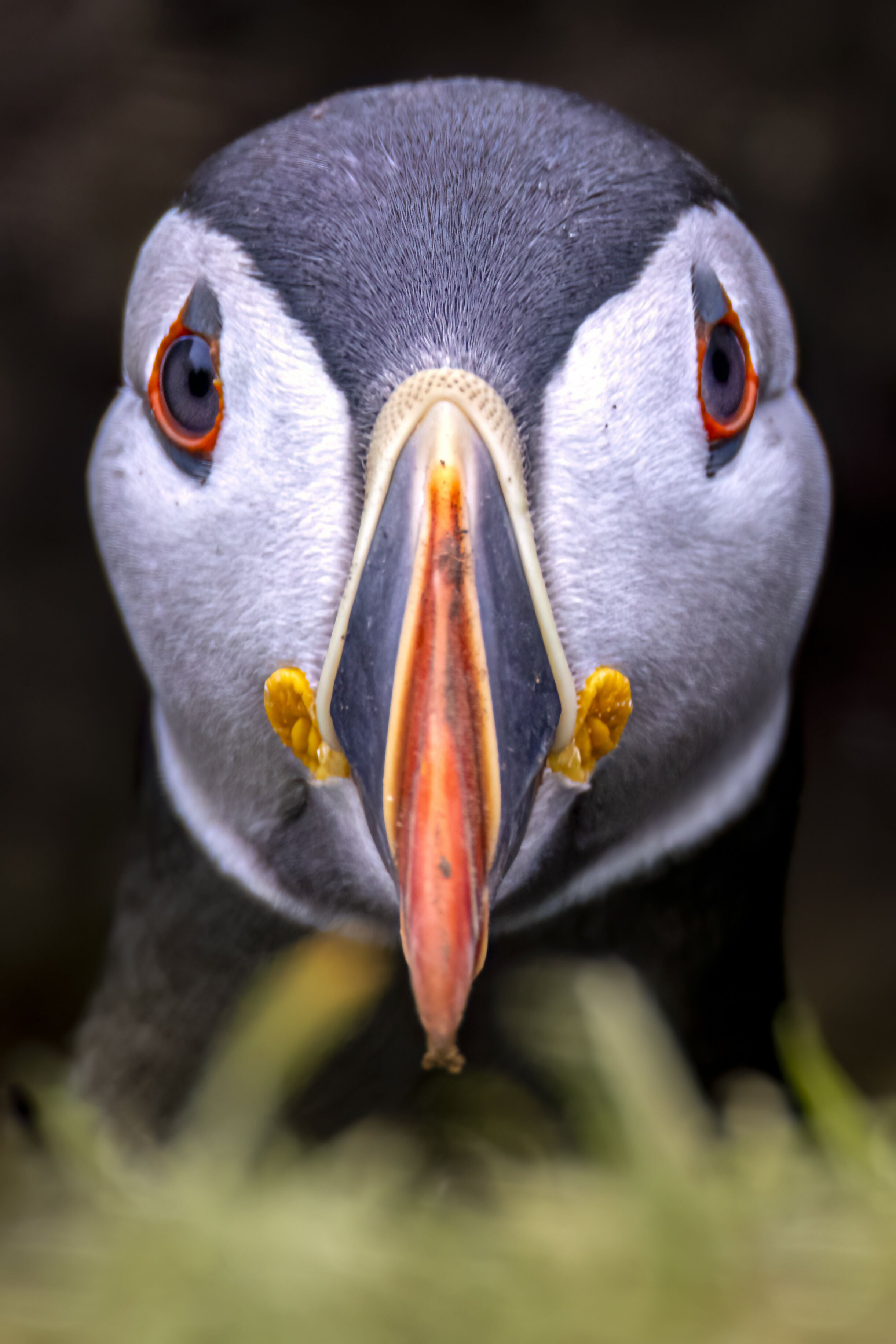 Puffin Portrait - Photograph