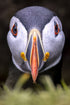 Puffin Portrait - Photograph