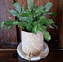 Plant Pot with Saucer